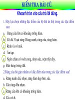 Bộ móng guốc- linh trưởng