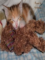 sưu tầm -ảnh đẹp