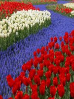 ANH DEP MINH HOA GIAO AN DIEN TU