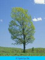 Tiết 55 công thức nghiệm của phương trình bậc hai