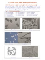 về VK quang dưỡng