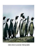 CHIM CÁNH CỤT & TÍNH MẠO HIỄM