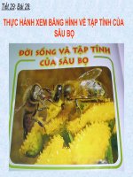 TẬP TÍNH SÂU BỌ