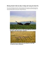 Những khoảnh khắc kỳ diệu ở động vật hoang dã châu Phi