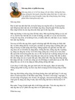 sữa ong chúa và phấn hoa chữa bệnh