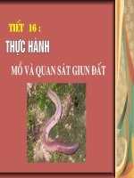 Bai giang giun dat hay