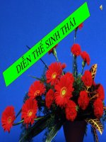 DIEN THE SINH THAI