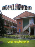 bộ cá voi - bộ dơi