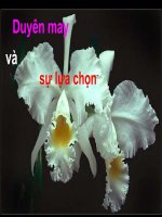 Duyên may và sự lựa chọn