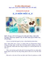 Vi nấm (Microfungi)