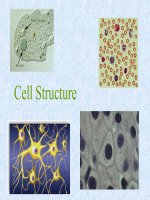 Cell Structure