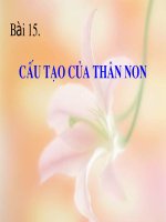 bai 15. cấu tạo của thân non