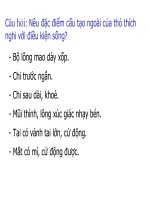 Cấu tạo trong của thỏ nhà