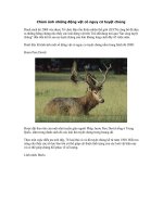 ẢNH ĐỘNG VẬT SẮP TUYỆT CHỦNG