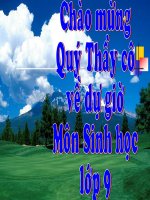 ANH HUONGCUA ANH SANG LEN DỐING SINH VAT