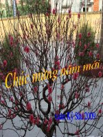 Bài Định luật III Niutơn