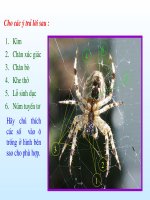 Nhen va lop hinh nhen