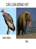 Bộ sưu tập ảnh các loài động vật