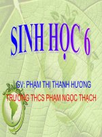 Giáo án điện tử Sinh 6