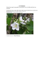 HÌNH ẢNH CÂY BỘ ĐẬU