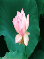 bài 20: Cấu tạo trong của phiến lá