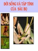 TẬP TÍNH SÂU BỌ