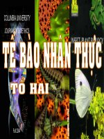 tế bào nhân thực