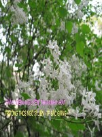 Tiết 122: Chữa lỗi về chủ ngữ vị ngữ