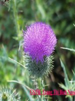 sinh san hữu tính ở thực vật