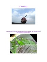 Cầu mong cho bạn (nghệ thuật sống)