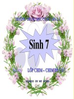 tiet 43- chim bo cau