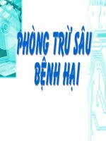 PHÒNG TRỪ SÂU BỆNH