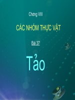 Bài 37: Tảo