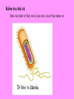 Tế bào nhân thực (tiết 1)