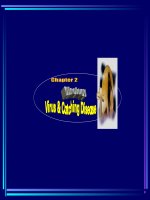 Virut - Kiến thức bổ sung