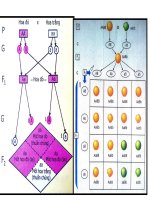 ôn tập kì I sinh lop 9