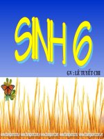 Bài 44: Sự phát triển của giới Thực vật