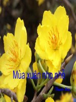 Mùa xuân nho nhỏ