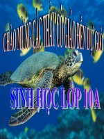 su nhan len cua virut trong tb chu