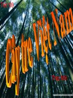 Tiết:109    Cây tre Việt Nam