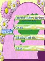 sinh sản vô tính ở thực vật