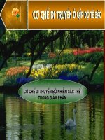 Cơ chế di truyền bộ NST trong giảm phân