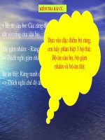 sự đa dạng của lớp thú -tiết 53