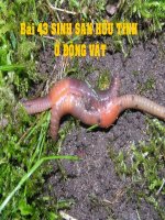 Bài: SINH SẢN HỮU TÍNH Ở ĐỘNG VẬT