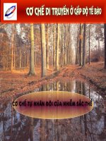 Tự nhân đôi của NST