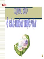 quang hop o cac nhom thuc vat