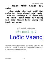 Cây Lược Vàng Huyền Bí