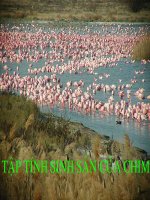 CHUYÊN ĐỀ : SINH SẢN CHIM