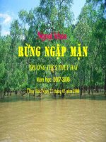 Ngoại khóa rừng ngập mặn Thái Thụy