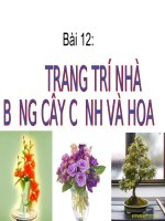 TT nha o bang cay canh va hoa